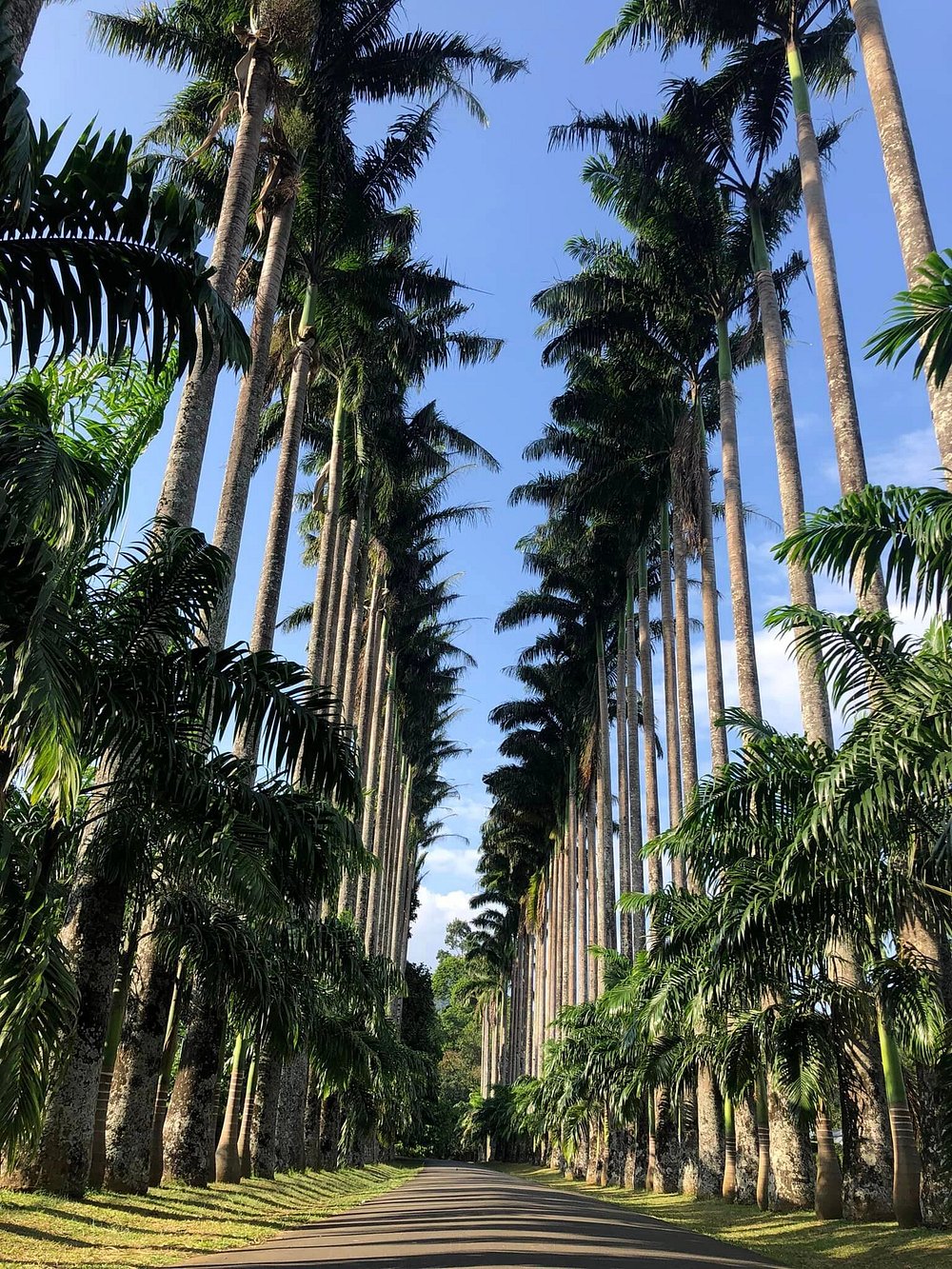 Peradeniya Gardens